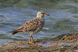 Surfbird